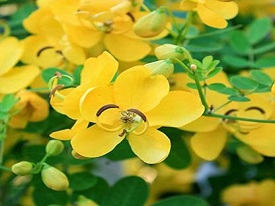 Avarampoo Flowers Dried(Senna auriculata)|ആവാരംപൂ|Tanner's  cassia|Aavartaki|ஆவாரம் பூ/तरवड़ फूल-100 gm - FLAVONN INDIA SPICES